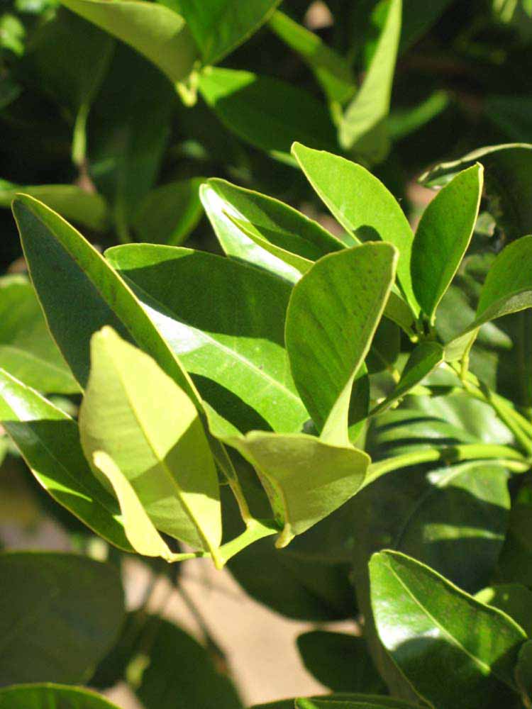              Sun leaves (Riverside, CA)       